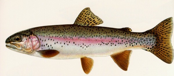 trout.jpg (51890 bytes)